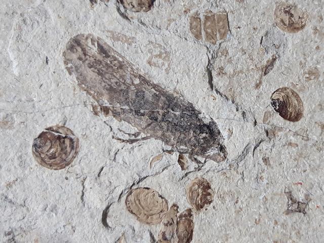 Trichoptera sp. KIRBY 1813 (Kcherfliege) - Bild © FossNet FossilienStore